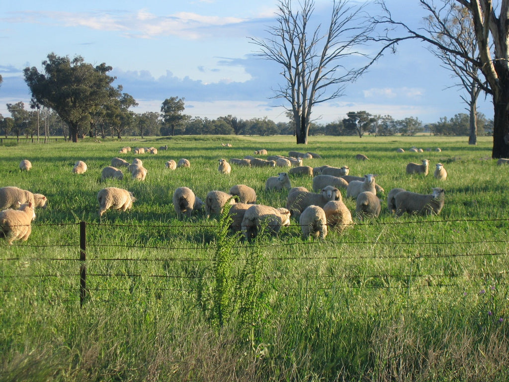 The Australian Sheep Industry is Climate Neutral