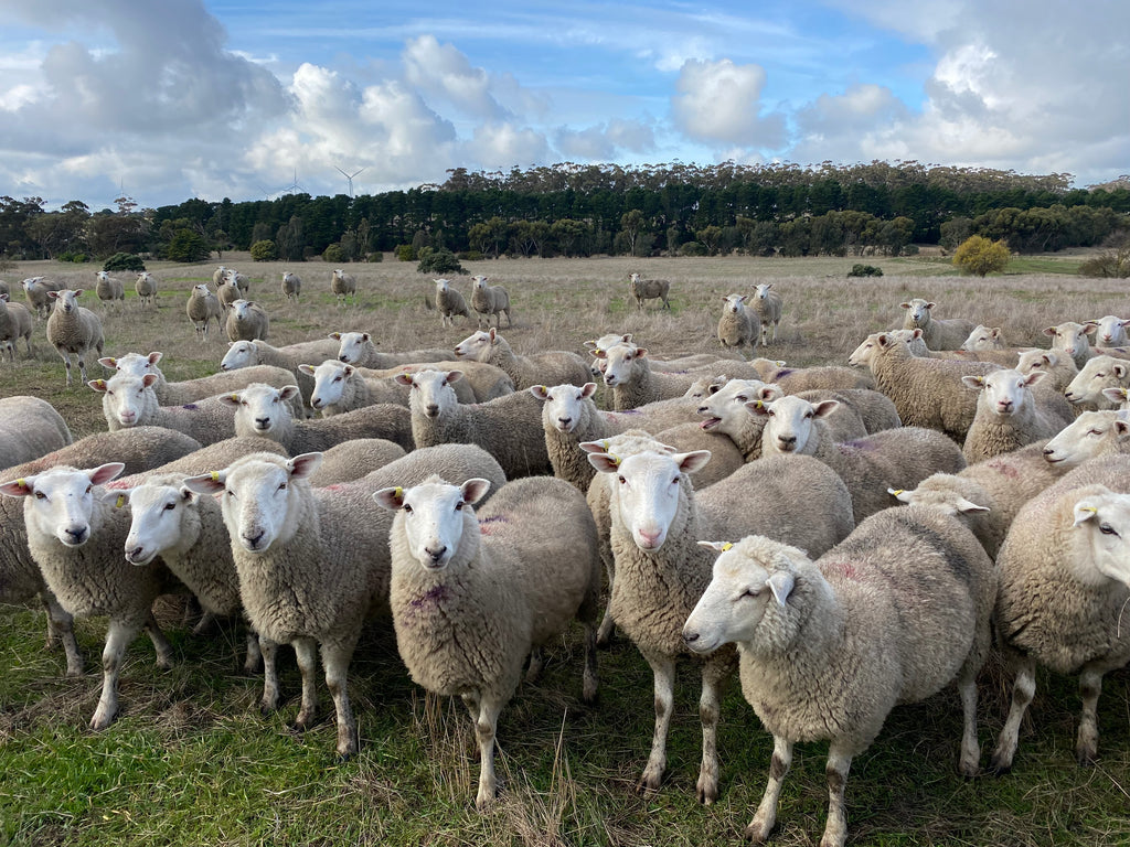 Australian Sheep Grazing on Natural Pastures Provide Sustainable Products