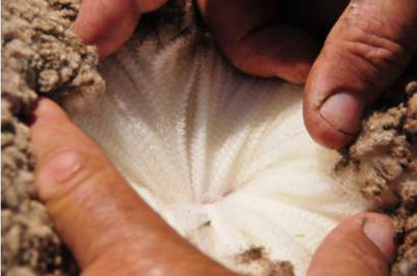 Wool Fibres ‘Breathe’ Naturally