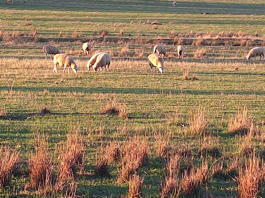 Australian Sheep Grazing on Natural Pastures Provide Sustainable Products